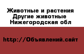 Животные и растения Другие животные. Нижегородская обл.